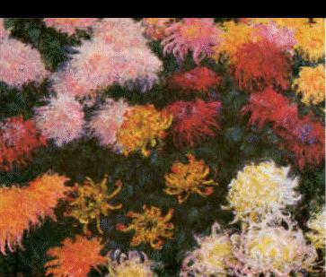 Claude Monet Chrysanthemums  sd